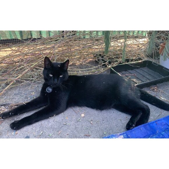 PURE GOLD Catnip Organically Grown & Harvested Pure Californian Catnip 4"x 3" - Picture 6 of 16
